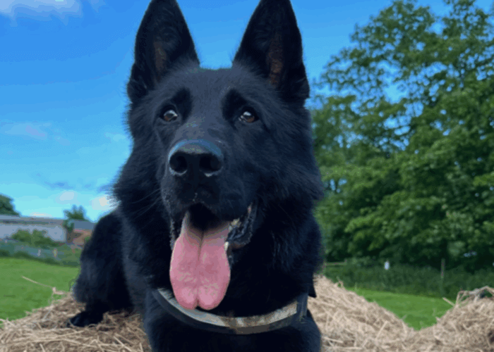Retired police dog Marco