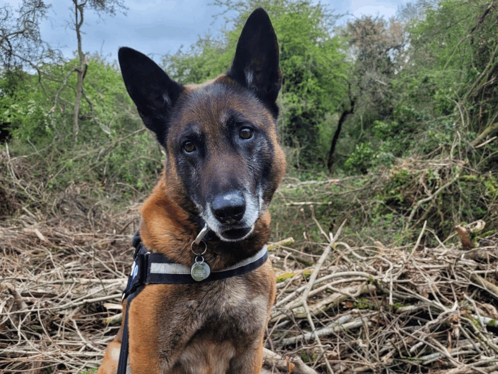 Retired police dog Tyco