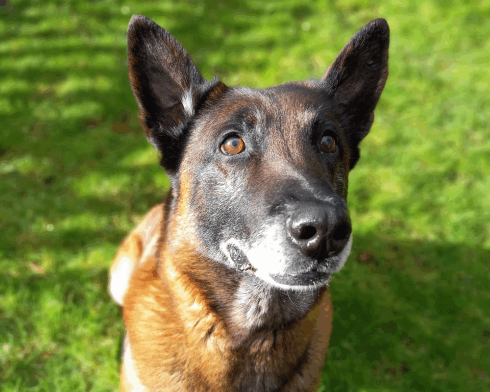 Retired police dog Tyco