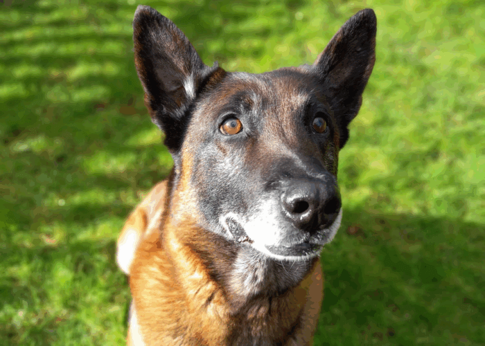 Retired police dog Tyco
