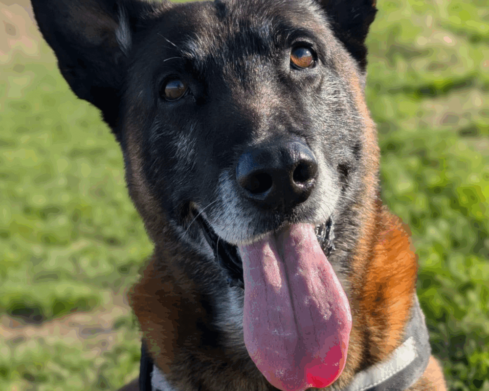 Retired police dog Tyco