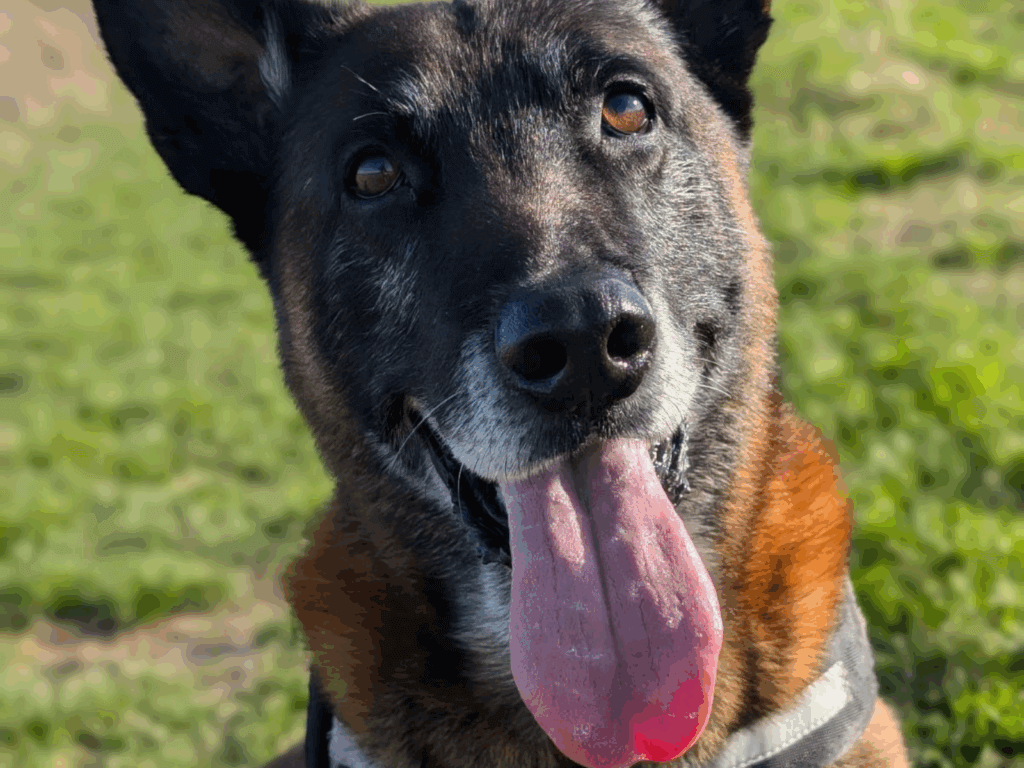 Retired police dog Tyco
