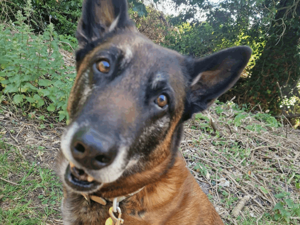Retired police dog Tyco