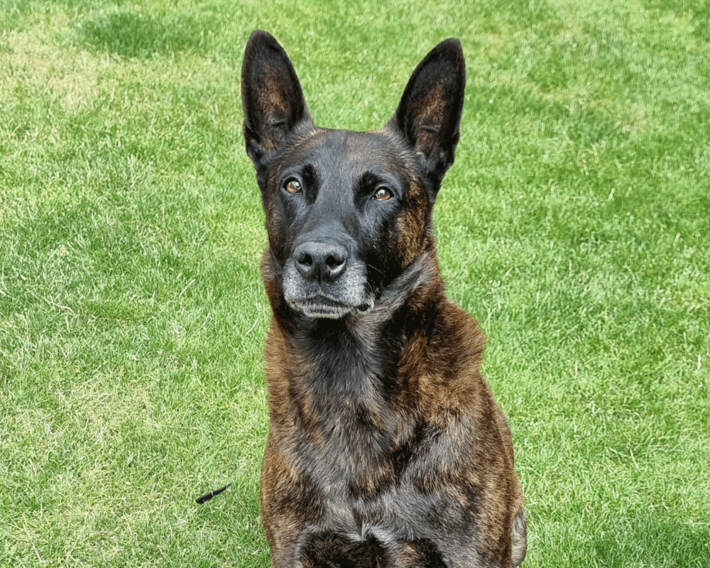 Retired police dog Eric