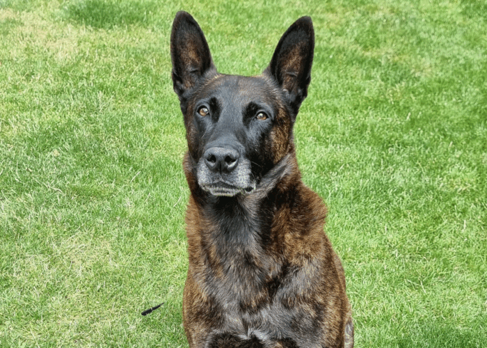 Retired police dog Eric