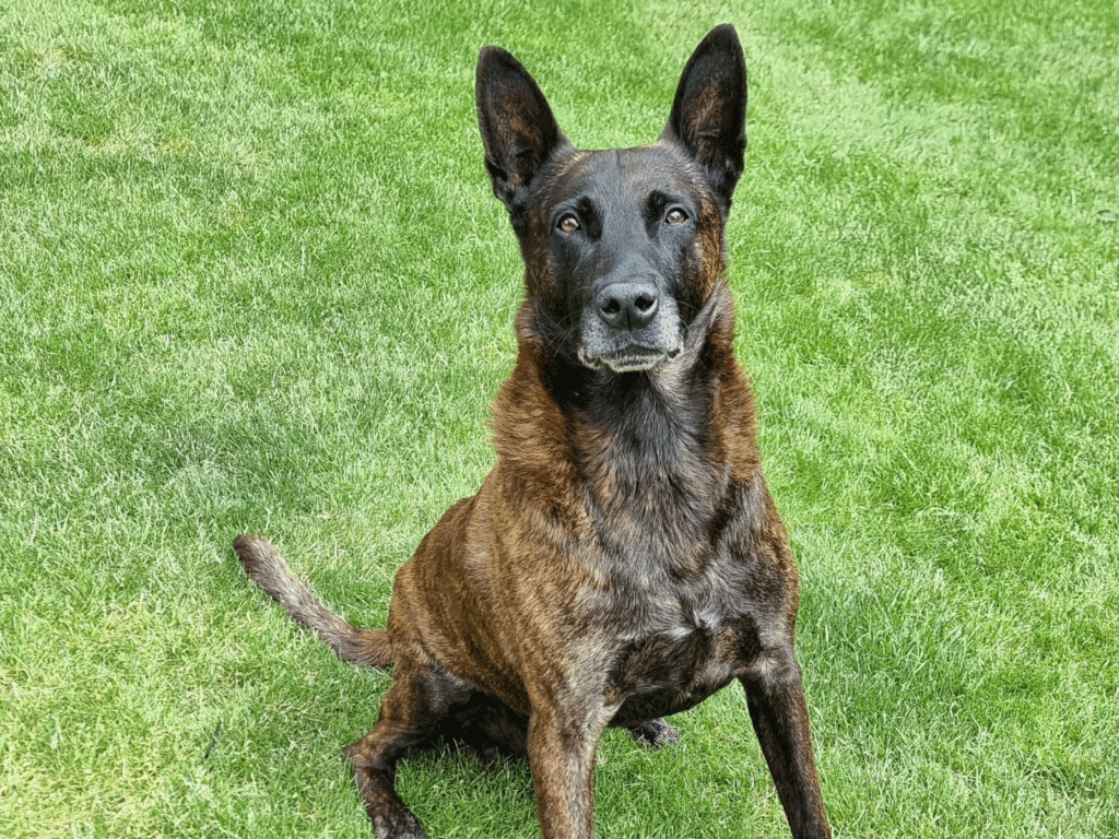 Retired police dog Eric