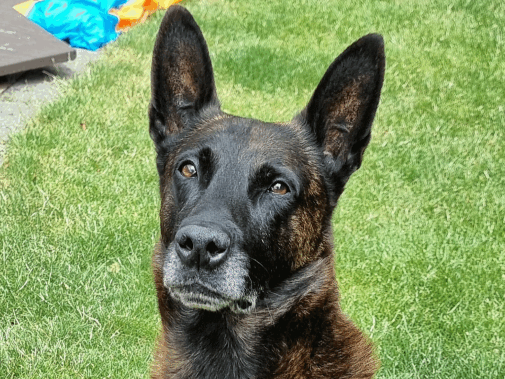 Retired police dog Eric
