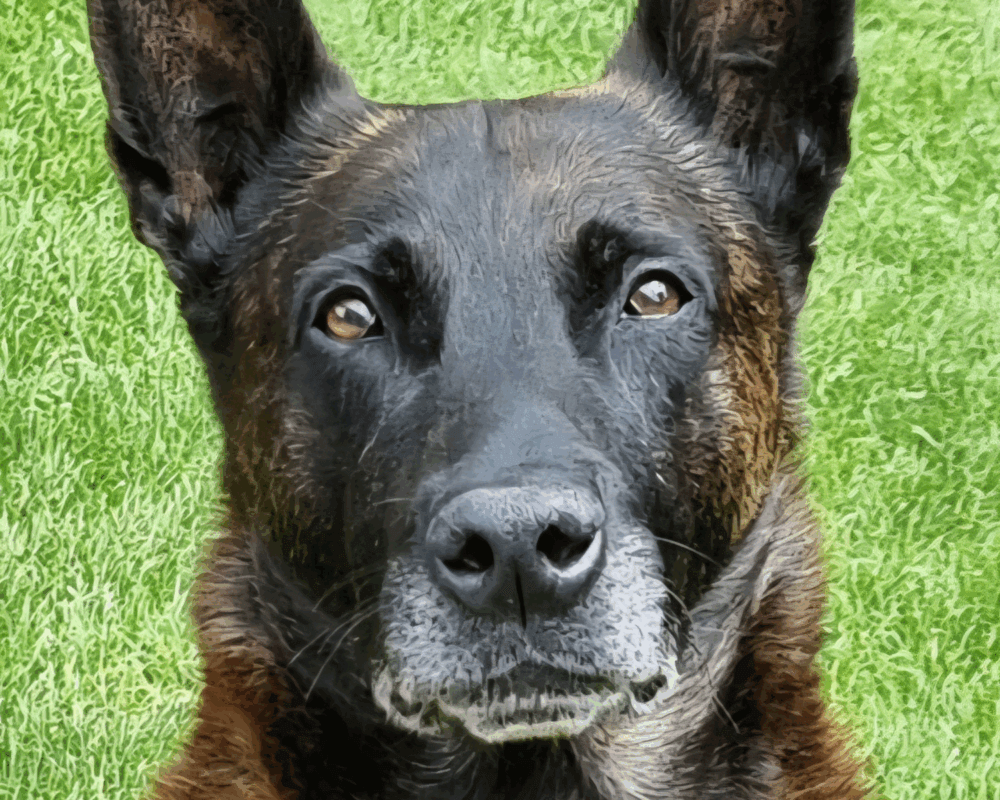 Retired police dog Eric