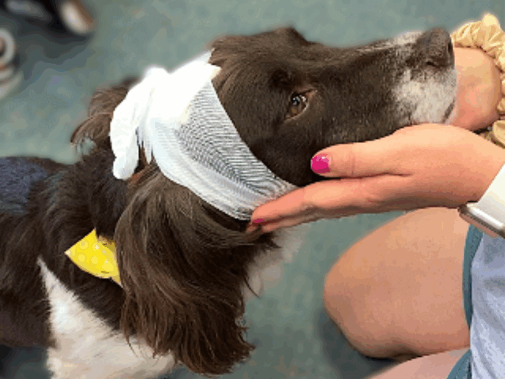 RPD Izzy bandaged - helping owners learn canine first aid