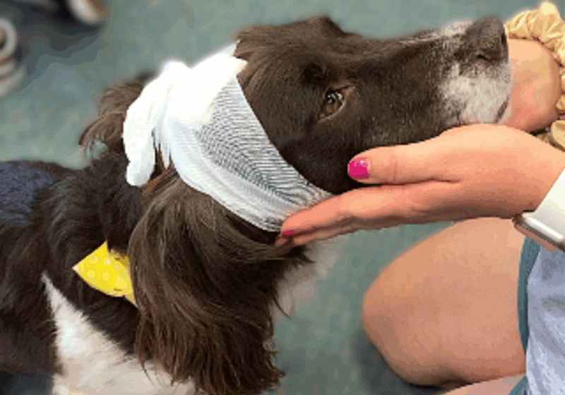 Retired police dog helps teach first aid