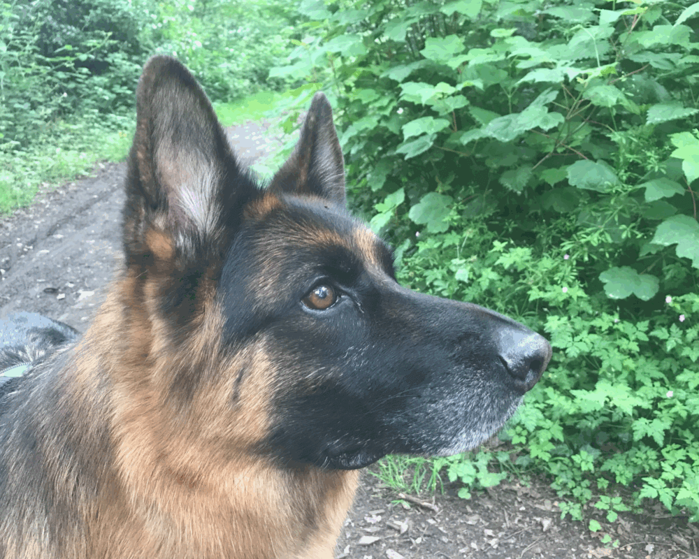 Retired police dog Jask