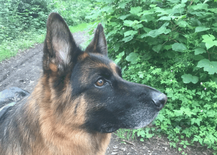 Retired police dog Jask
