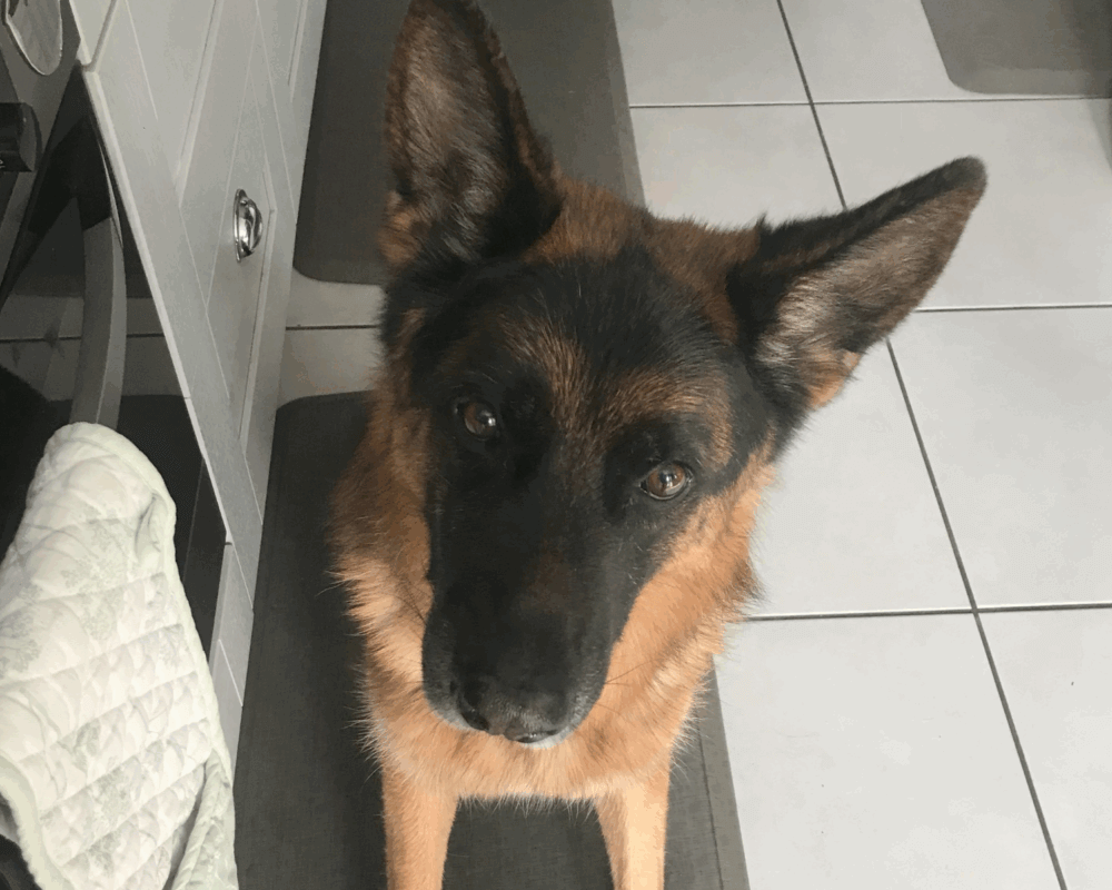 Retired police dog Jask sitting