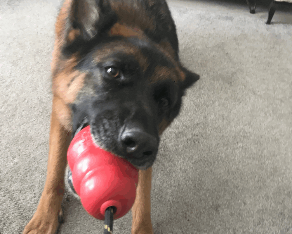 Retired police dog Jask playing tug