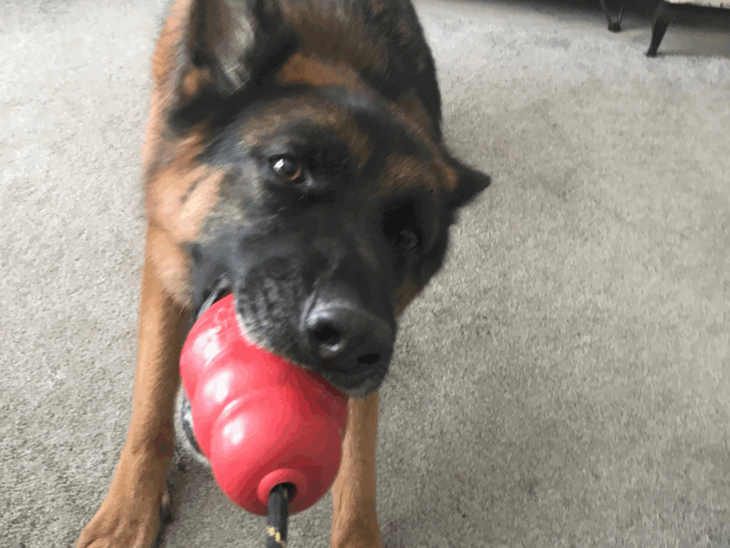 Retired police dog Jask playing tug