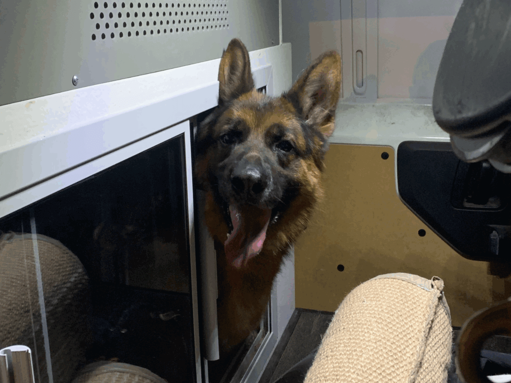 Retired police dog Jask