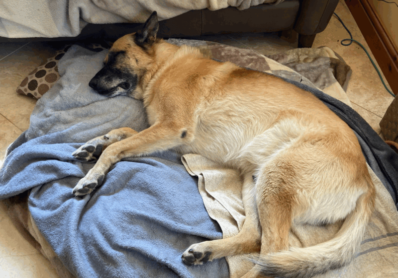Tennis ball-sized growth removed from dog’s chest