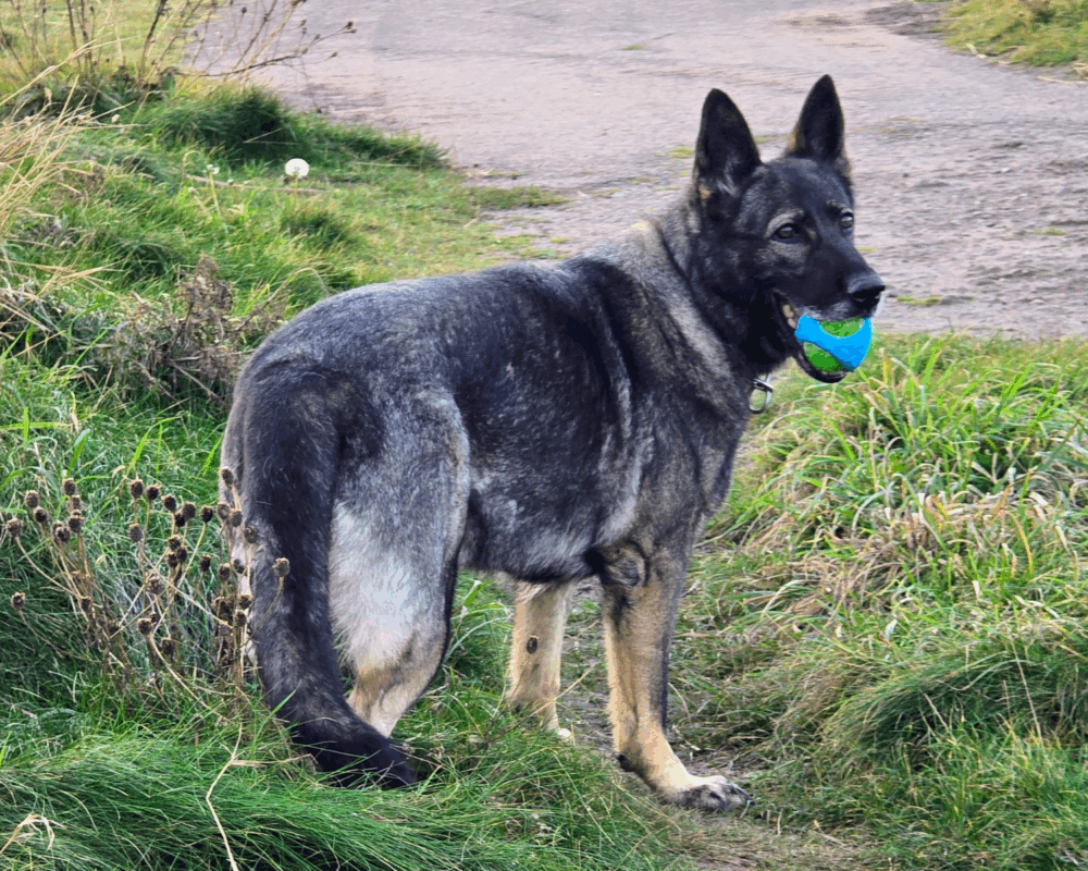 Retired police dog Kira out on a walk