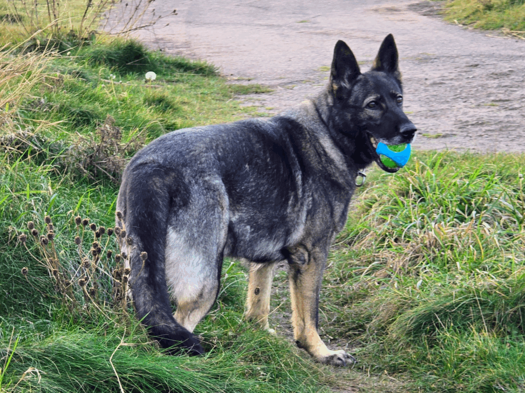 Retired police dog Kira out on a walk