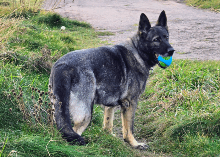 Retired police dog Kira out on a walk