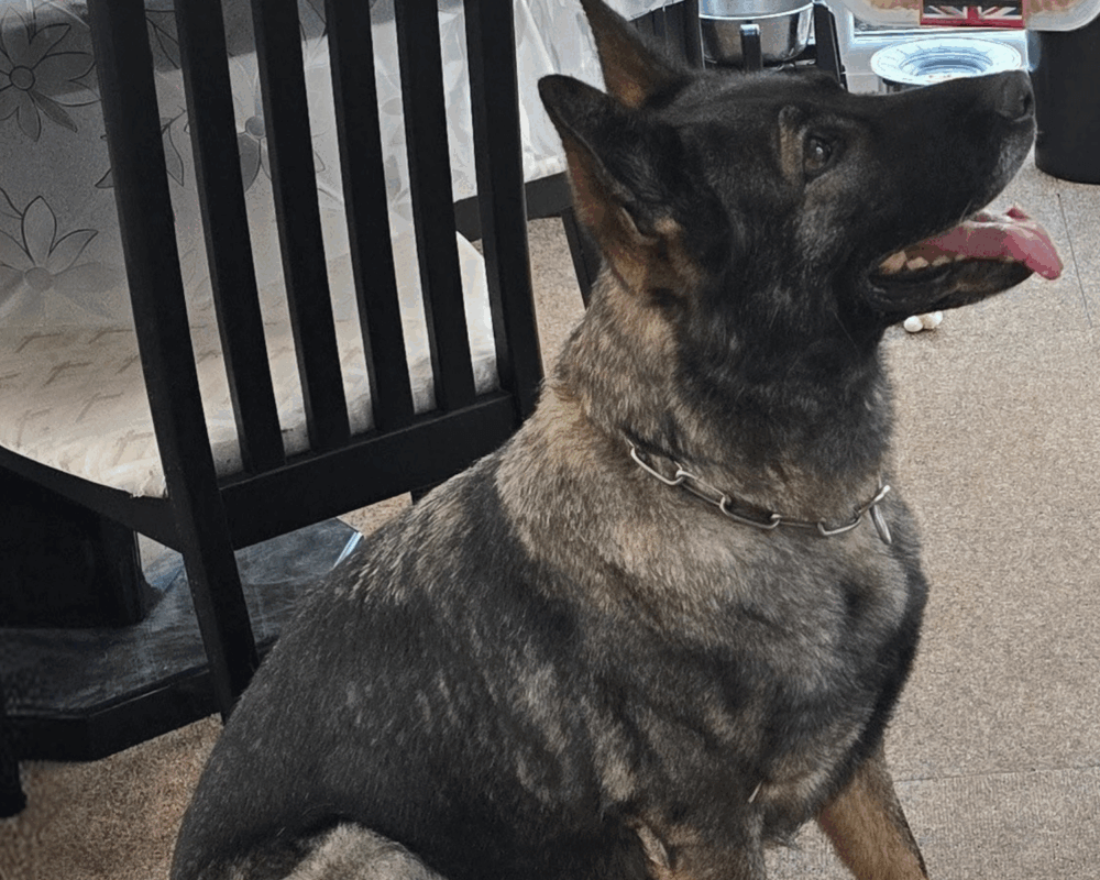 Retired police dog Kira