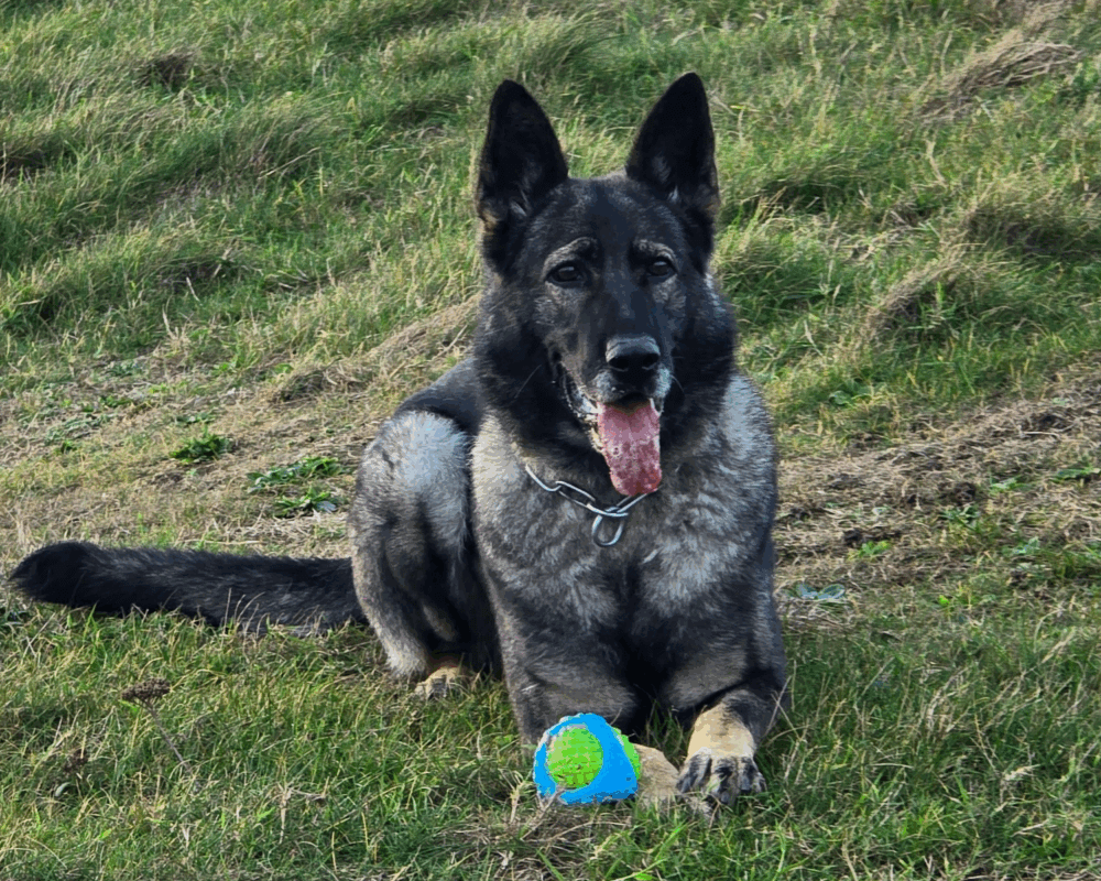 Retired police dog Kira with her ball