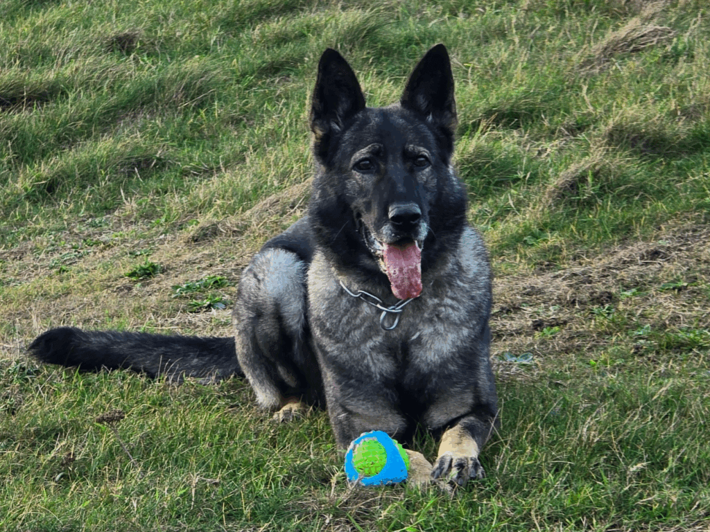 Retired police dog Kira with her ball