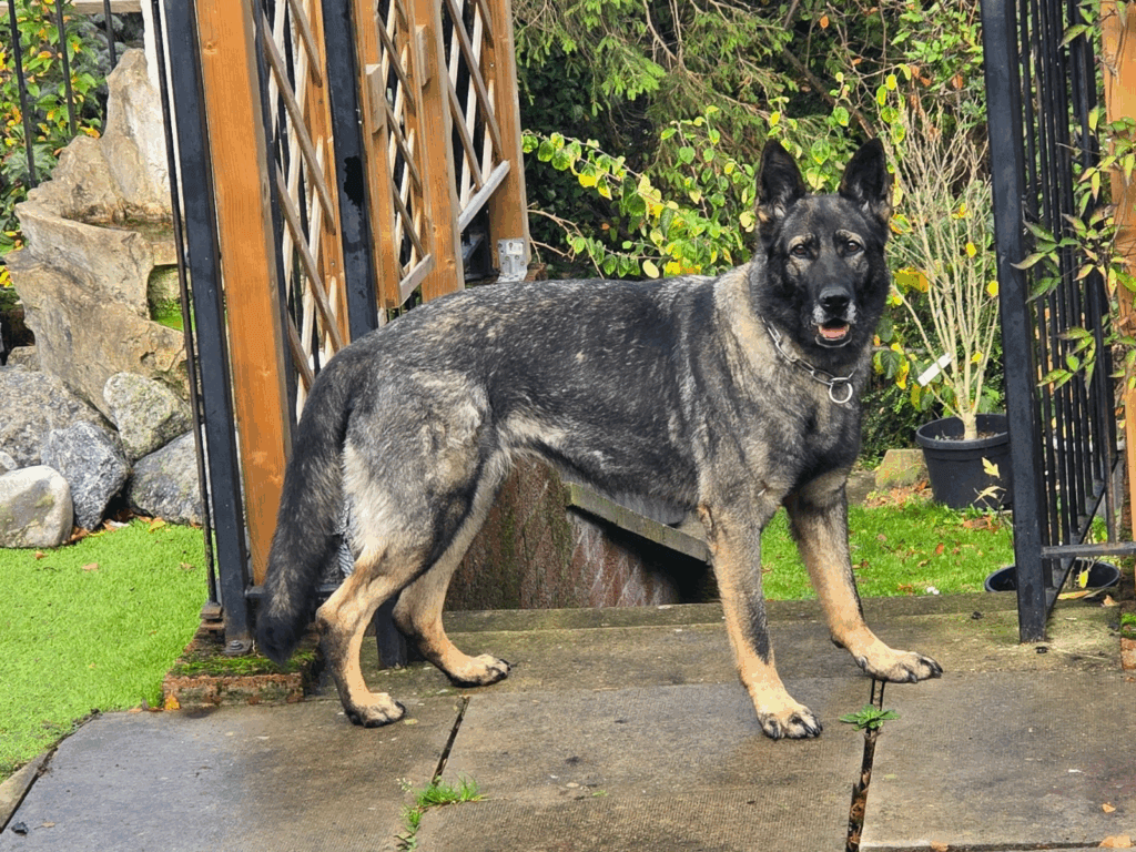 Retired police dog Kira