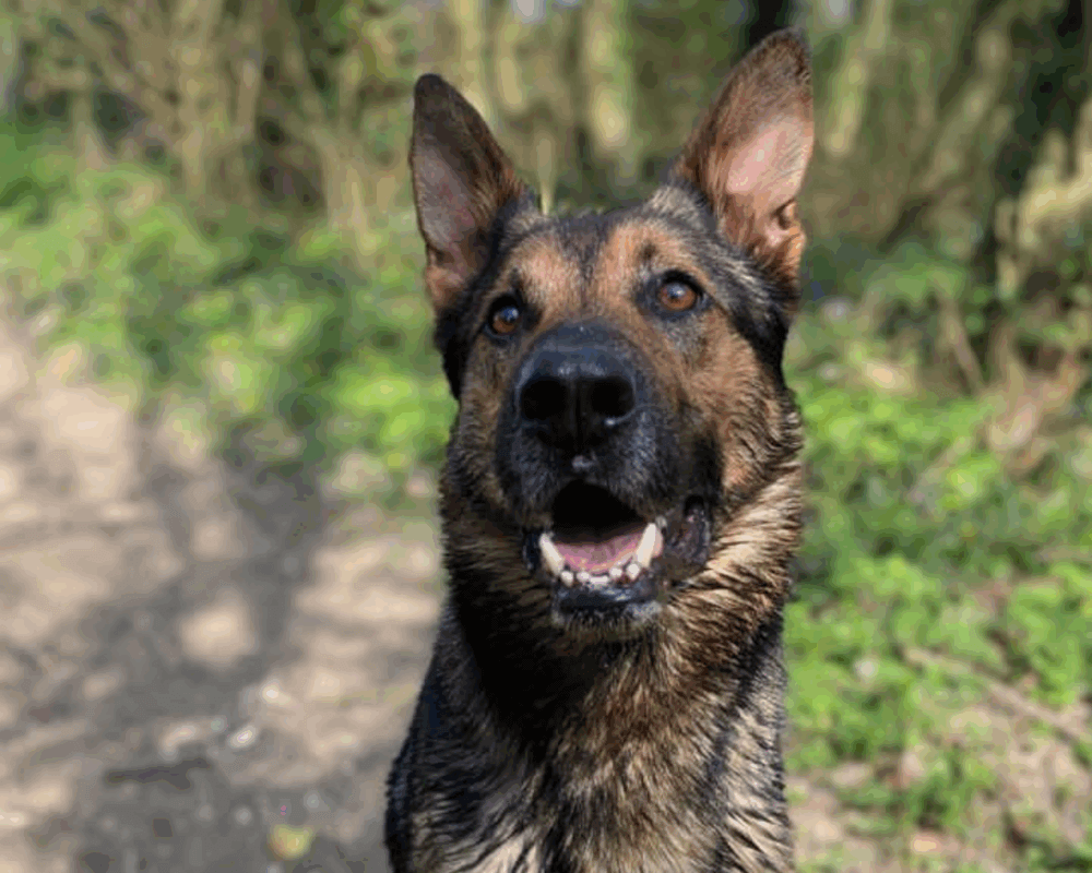 Retired police dog Monty