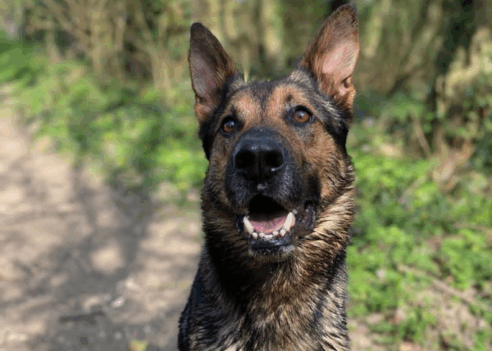 Retired police dog Monty
