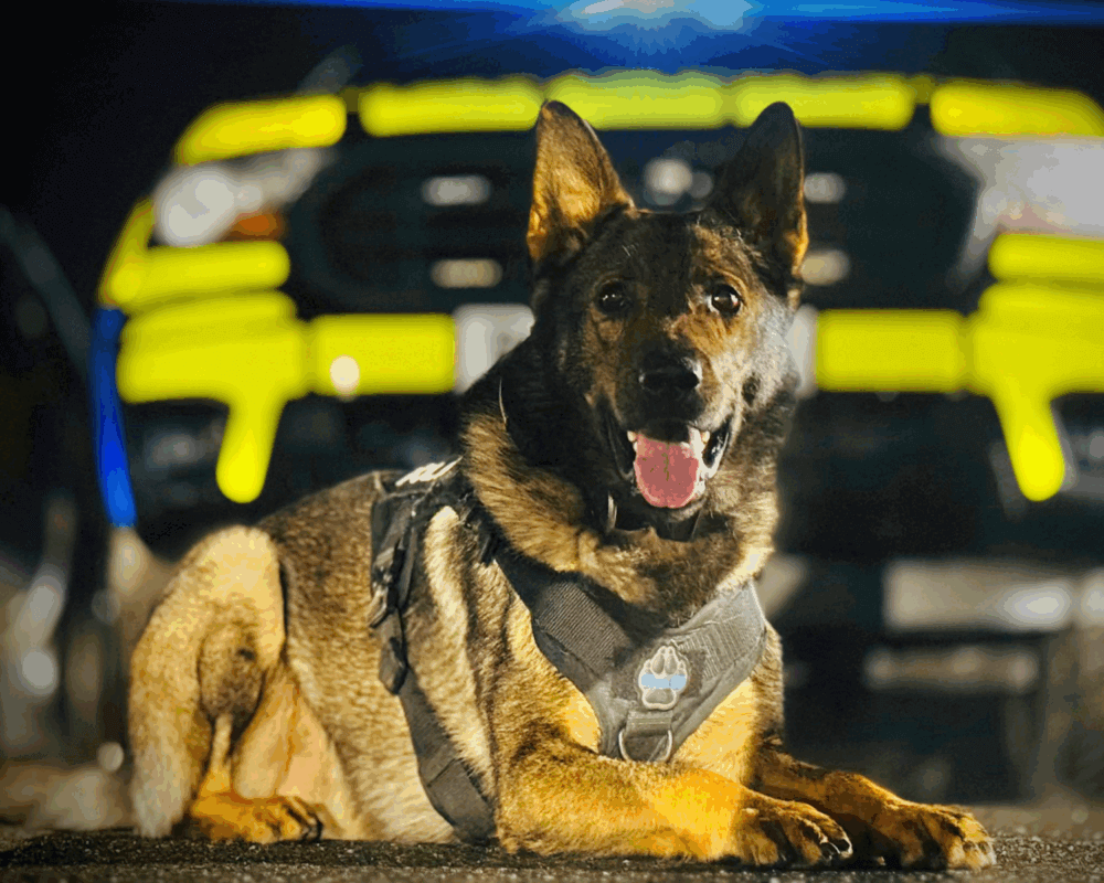 Police dog Nash at night