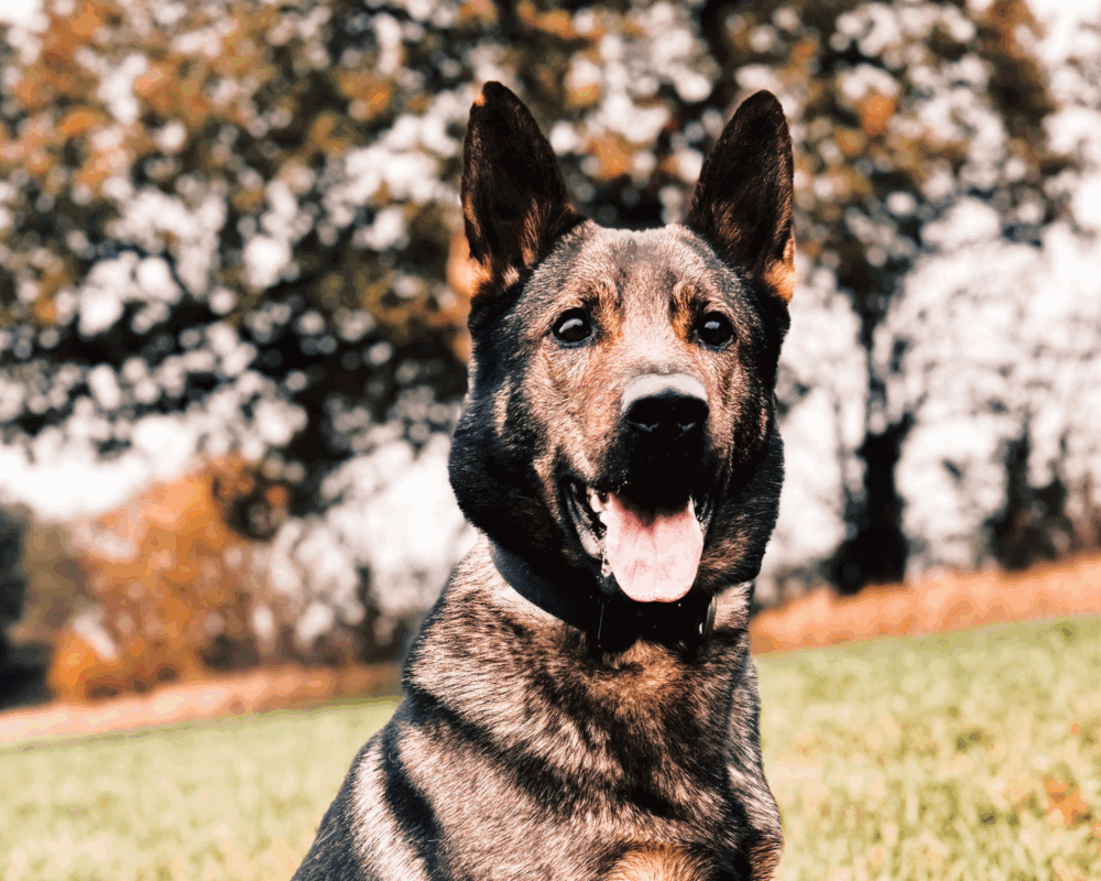 Retired police dog Nash
