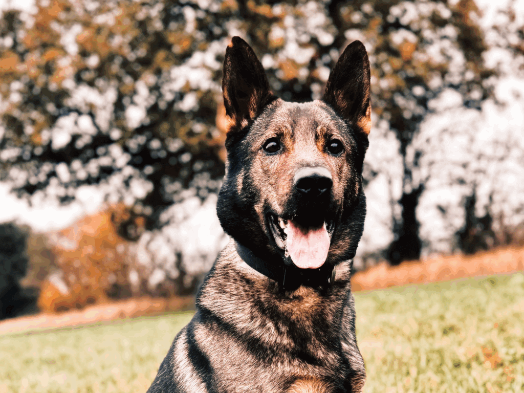Retired police dog Nash