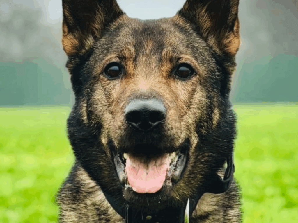 Portrait of retired police dog Nash