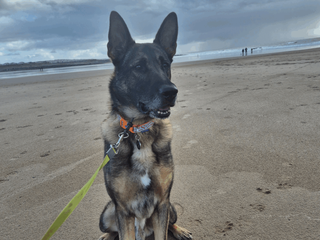 Retired police dog Nero at the beach