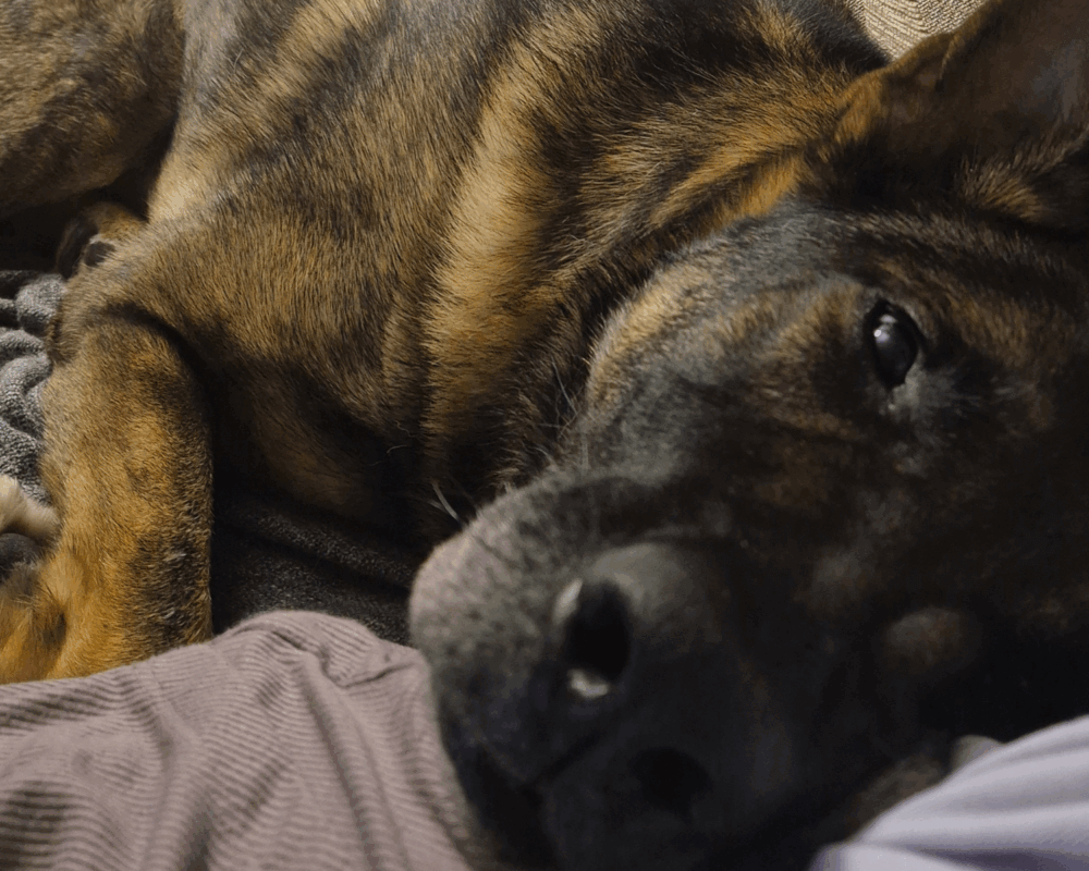 Retired police dog Nero sleeping