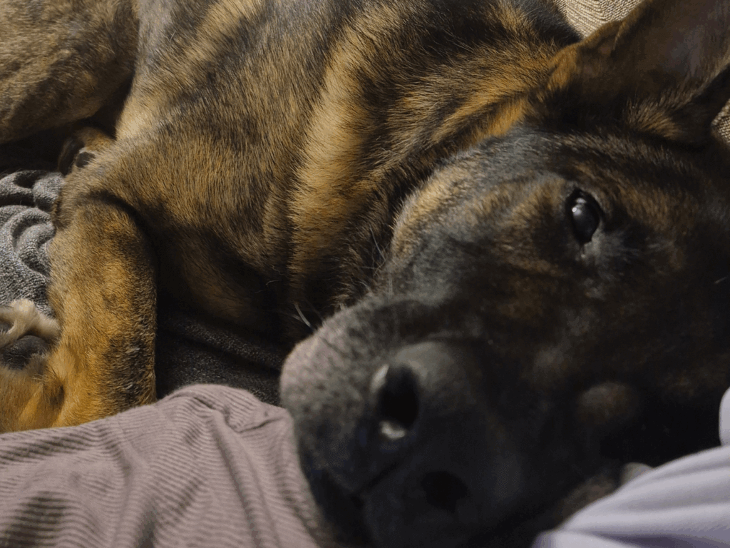 Retired police dog Nero sleeping