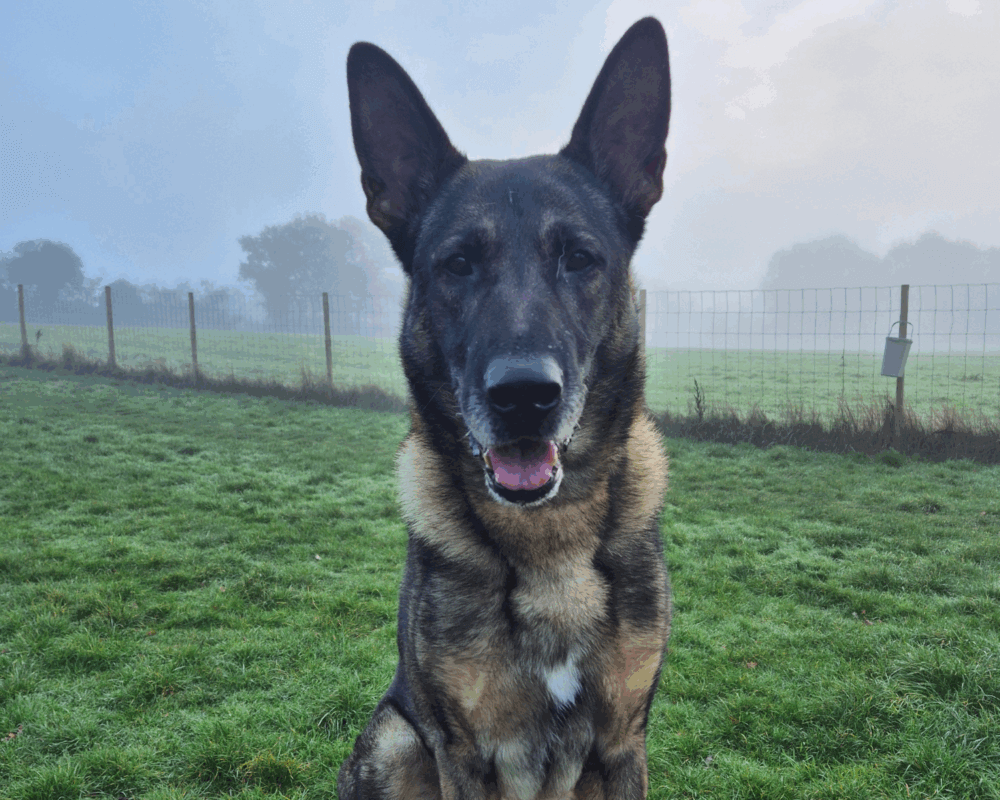Retired police dog Nero