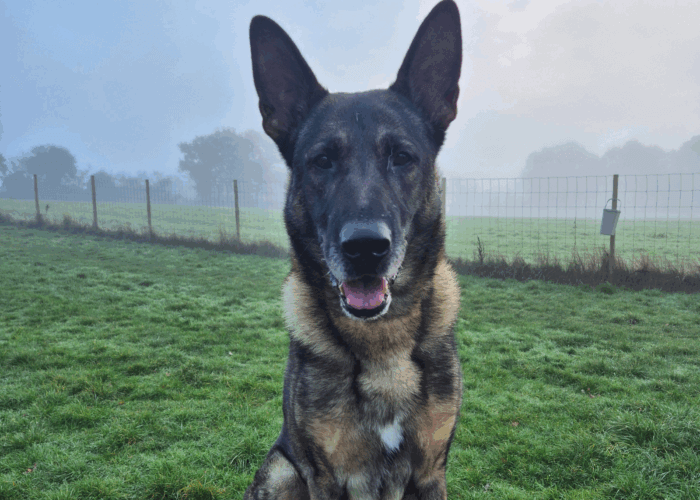 Retired police dog Nero