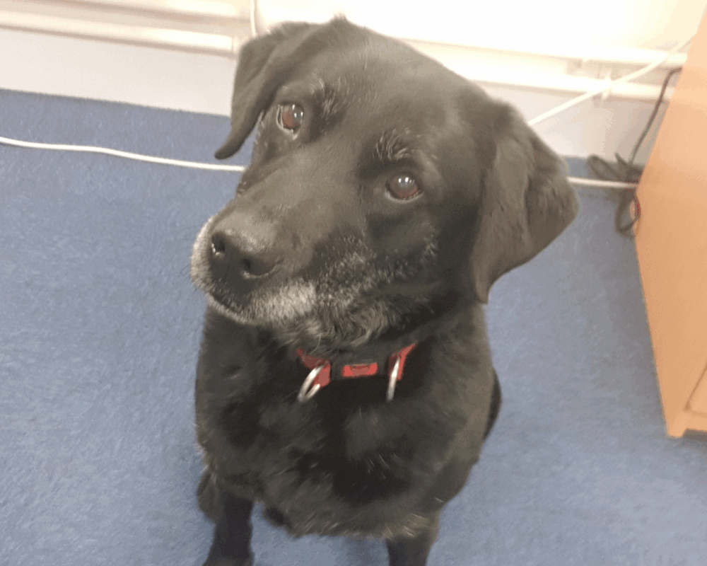 Retired police dog Carly