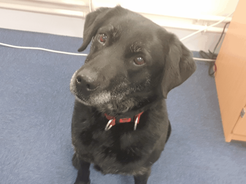 Retired police dog Carly