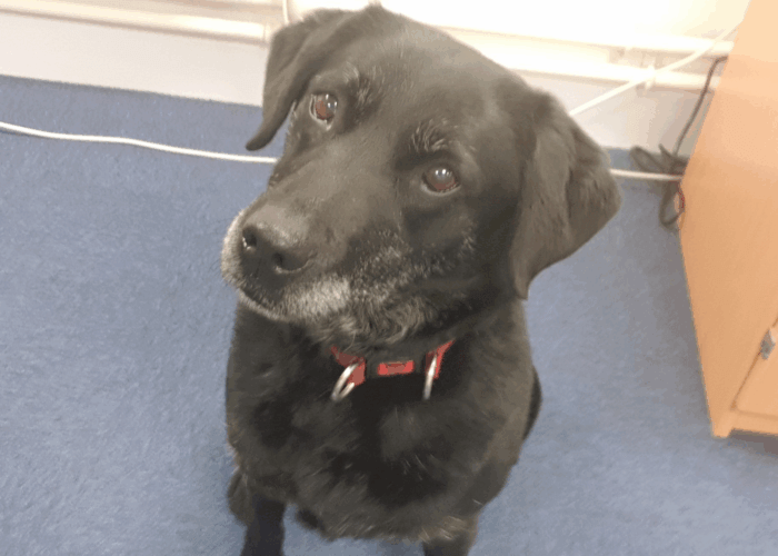 Retired police dog Carly