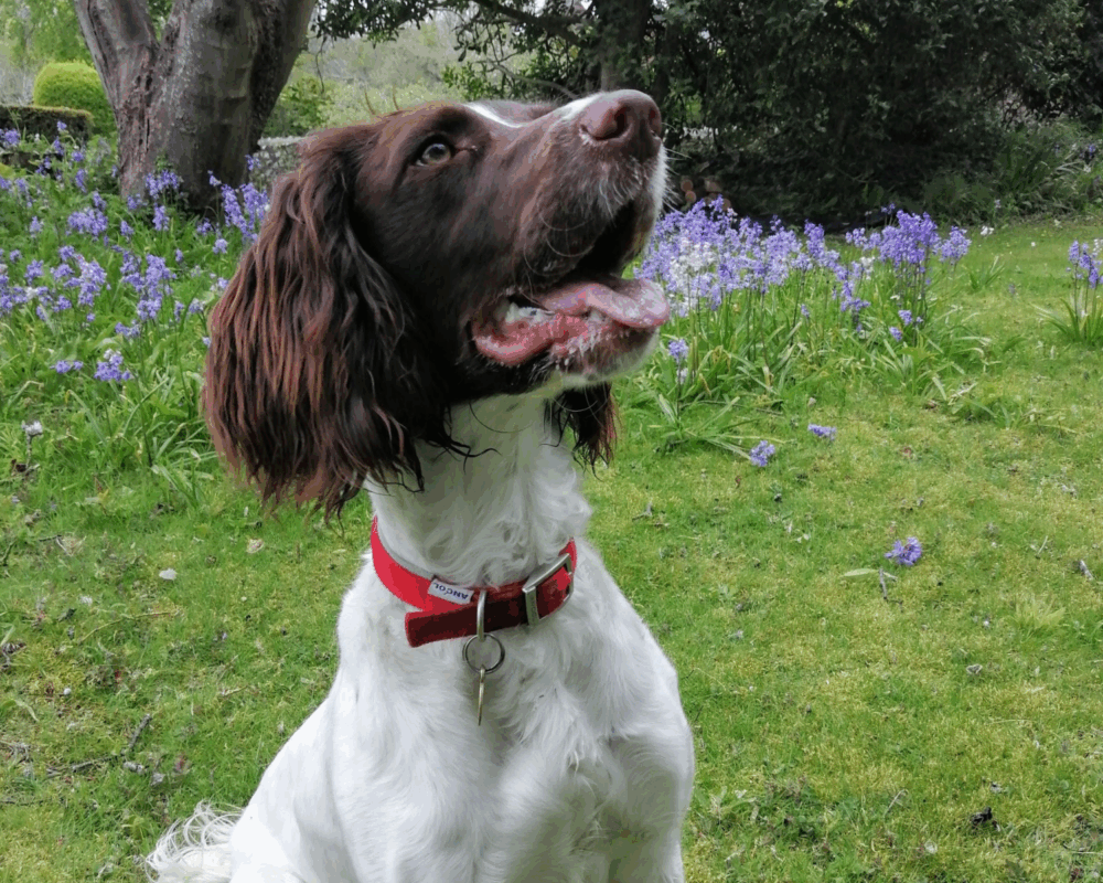 Retired police dog Red poses for the camera in a flowery garden