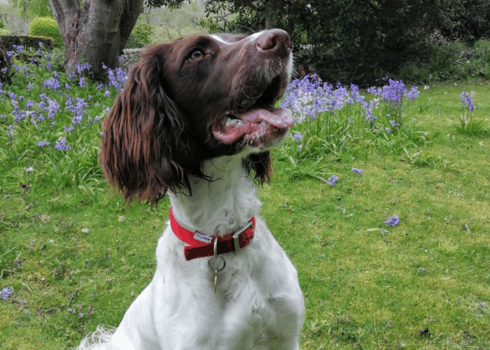 Retired police dog Red poses for the camera in a flowery garden