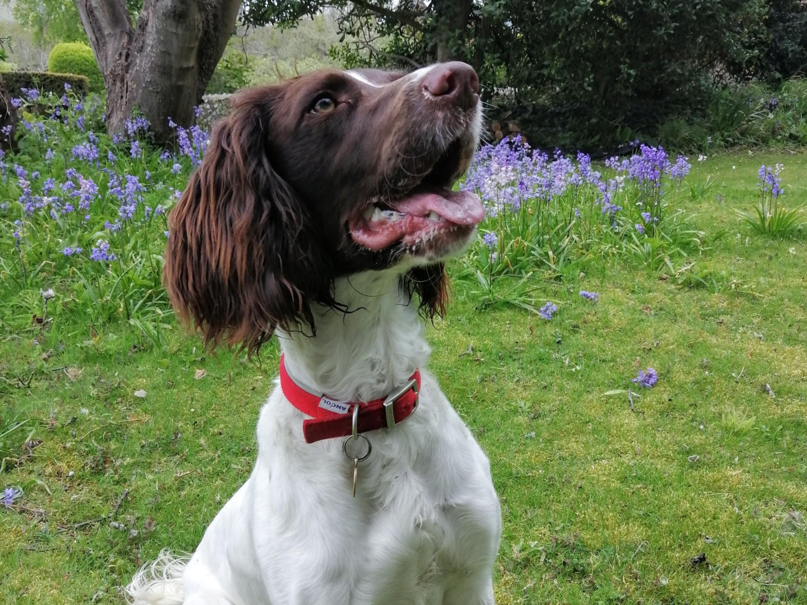 洋楽 Rup Dog Meet Our Retired Police Dogs | Thin Blue Paw