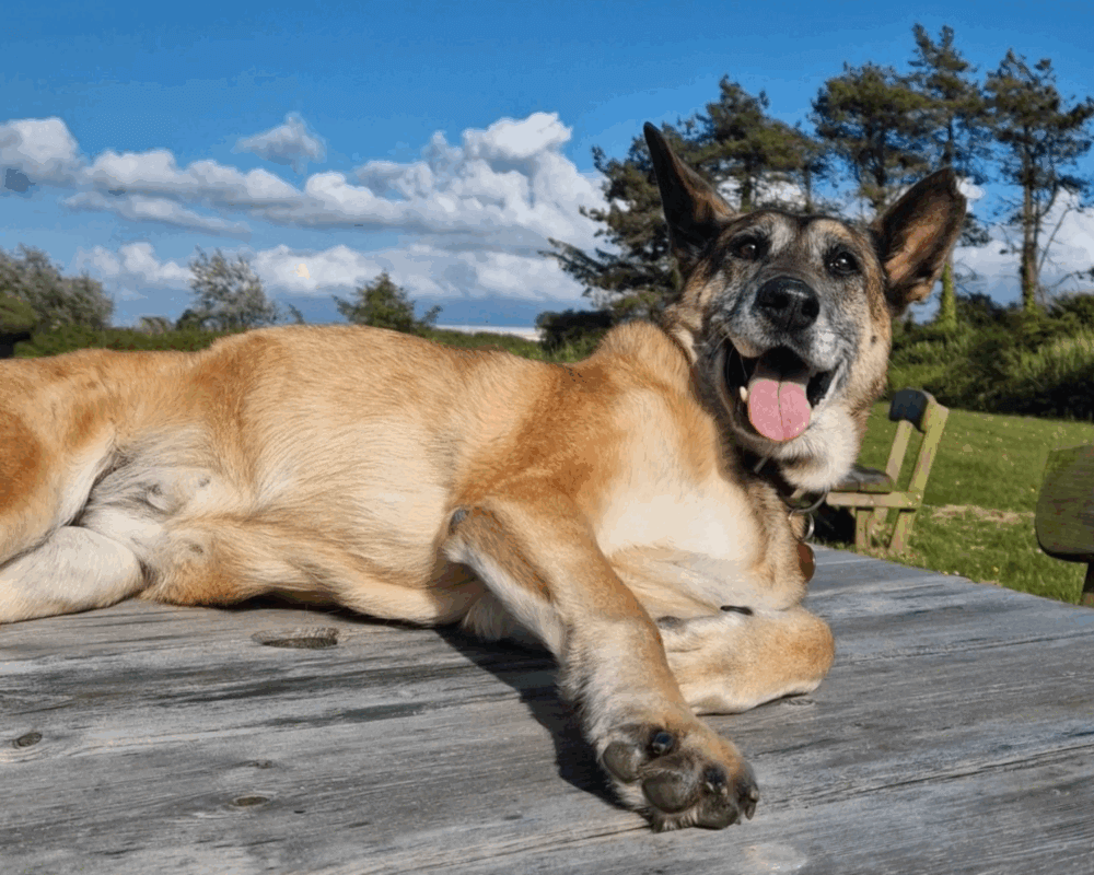 Retired police dog Tina relaxing in the sunshine