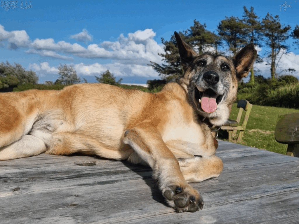 Retired police dog Tina relaxing in the sunshine