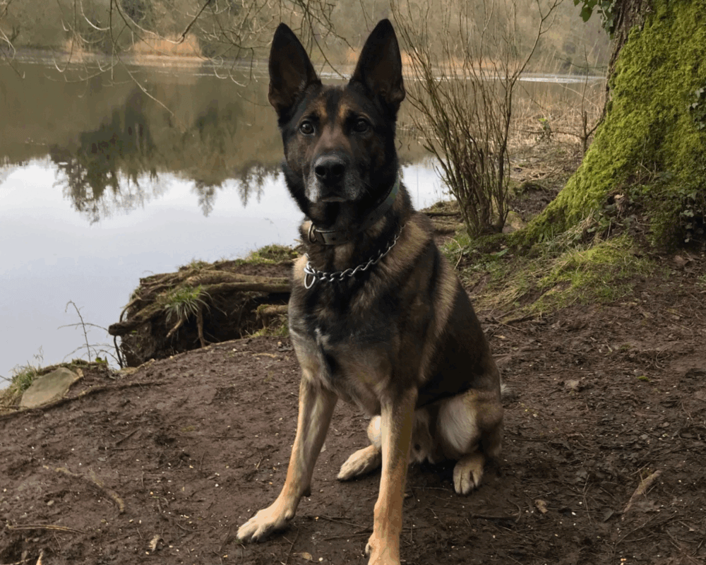 Retired police dog Chas sits by a lake