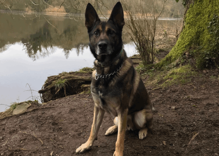Retired police dog Chas sits by a lake