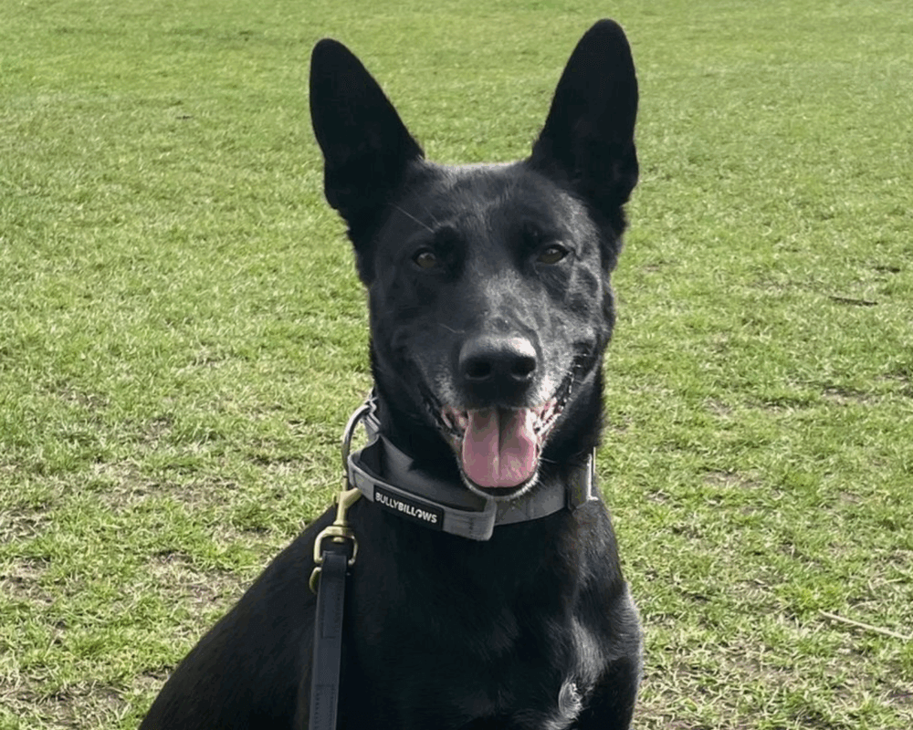 Retired police dog Chaos looks at the camera